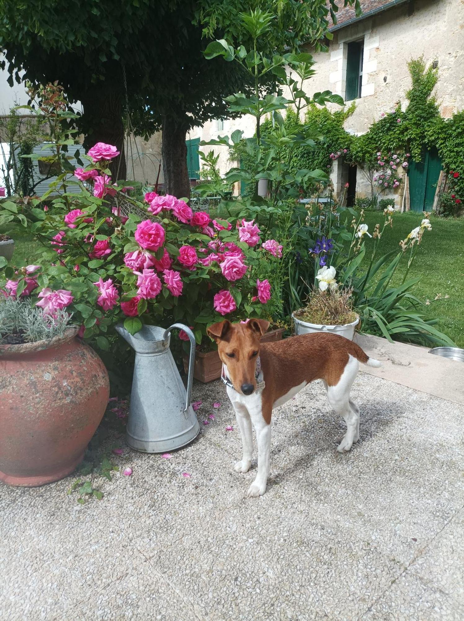 Le Relais Des Roses- Chambres D'Hotes Vatan Εξωτερικό φωτογραφία